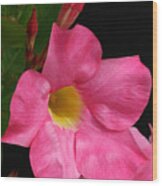 Pink Clock Vine Flower Wood Print