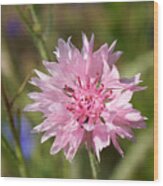 Pink Cornflower Wood Print