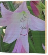 Pink Crinum Lily Wood Print