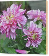 Pink Dahlia Flowers Wood Print