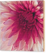 Pink Dahlia Wood Print