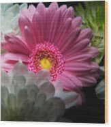 Pink Daisy Surrounded By White Dahlias Wood Print