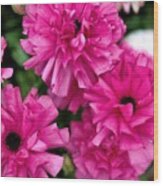 Pink Chrysanthemums Wood Print