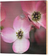 Pink Dogwood Wood Print