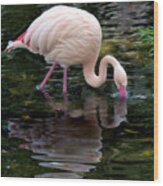 Pink Flamingo Wood Print
