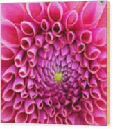 Pink Flower Close Up Wood Print