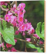 Pink Flowering Vine3 Wood Print