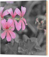 Pink Flowers On A Monochrome Background Wood Print