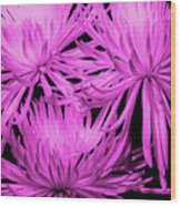 Pink Fuji Spider Mums Wood Print