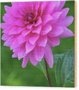 Pink Garden Flower Wood Print