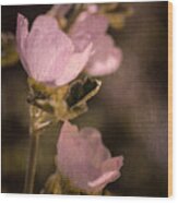 Pink Globemallow Wildflowers Wood Print