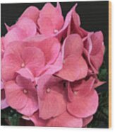 Pink Hydrangea Bloom Wood Print