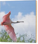 Pink In Flight Wood Print