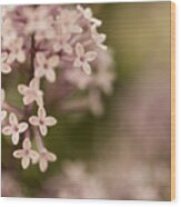 Pink Lilacs Wood Print