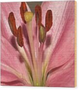 Pink Lily Wood Print