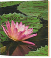 Pink Lily Reflection Wood Print