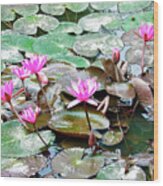 Pink Lotus Of Vietnam Wood Print