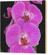 Pink Orchid Against A Black Background Wood Print
