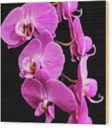 Pink Orchid With Black Background Wood Print