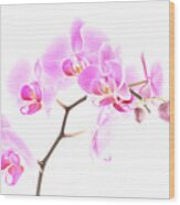 Pink Orchids 1 Wood Print