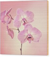 Pink Orchids 2 Wood Print