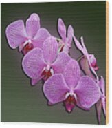 Pink Orchids Wood Print