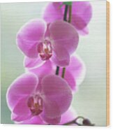 Pink Orchids Wood Print