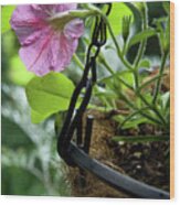 Pink Petunia And Hanging Basket, Hunter Hill, Hagerstown, Maryla Wood Print