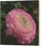 Pink Ranunculus Wood Print
