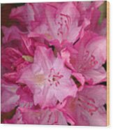 Pink Rhododendron 21 Wood Print