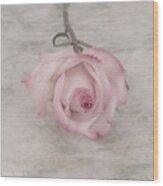 Pink Rose Beauty Wood Print