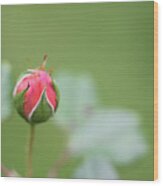 Pink Rose Bud Wood Print