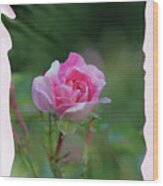Pink Rose Wood Print