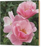 Pink Roses 2 Wood Print