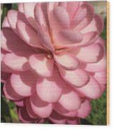 Pink Torch Ginger Wood Print