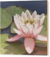 Pink Water Lily - Photograph Wood Print