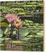 Pink Water Lily Reflections Wood Print