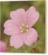 Pink Wild Geranium Wood Print