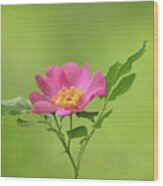 Pink Wild Rose Wood Print