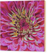 Pink Zinnia Glow Wood Print