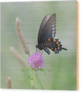 Pipevine Swallowtail Wood Print