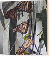 Pismo Butterflies Wood Print