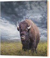 Plains Buffalo On The Prairie Wood Print