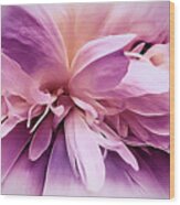 Plum Ballet Powder Puff Wood Print