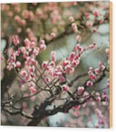 Plum Blossom Wood Print