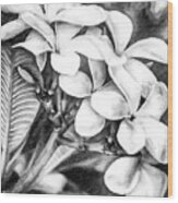 Plumeria Black And White Wood Print