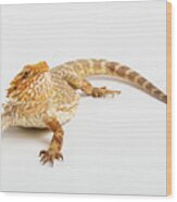 Pogona Isolated Wood Print