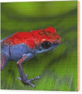 Poison Dart Frog Escudo Wood Print