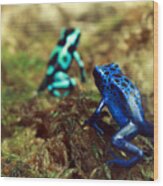 Poison Dart Frogs Wood Print