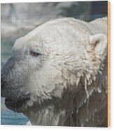 Polar Bear Club Wood Print